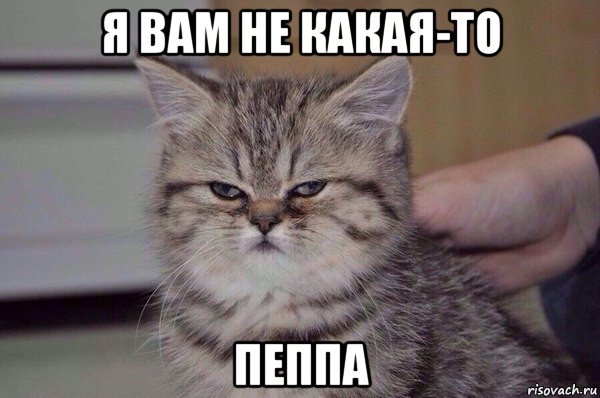 Коты мемы устал