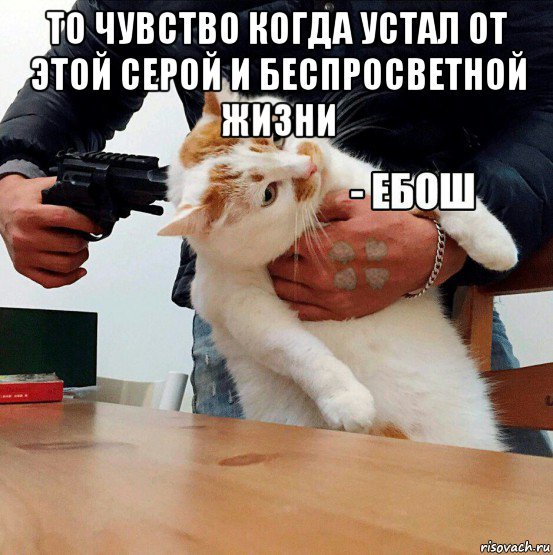Мем про стрессоустойчивость с котом