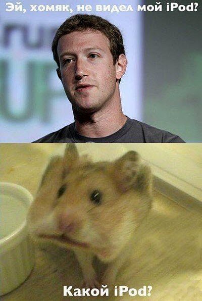 Смешные хомячки мемы