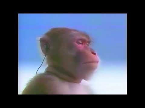 Обезьяна с наушниками Мем