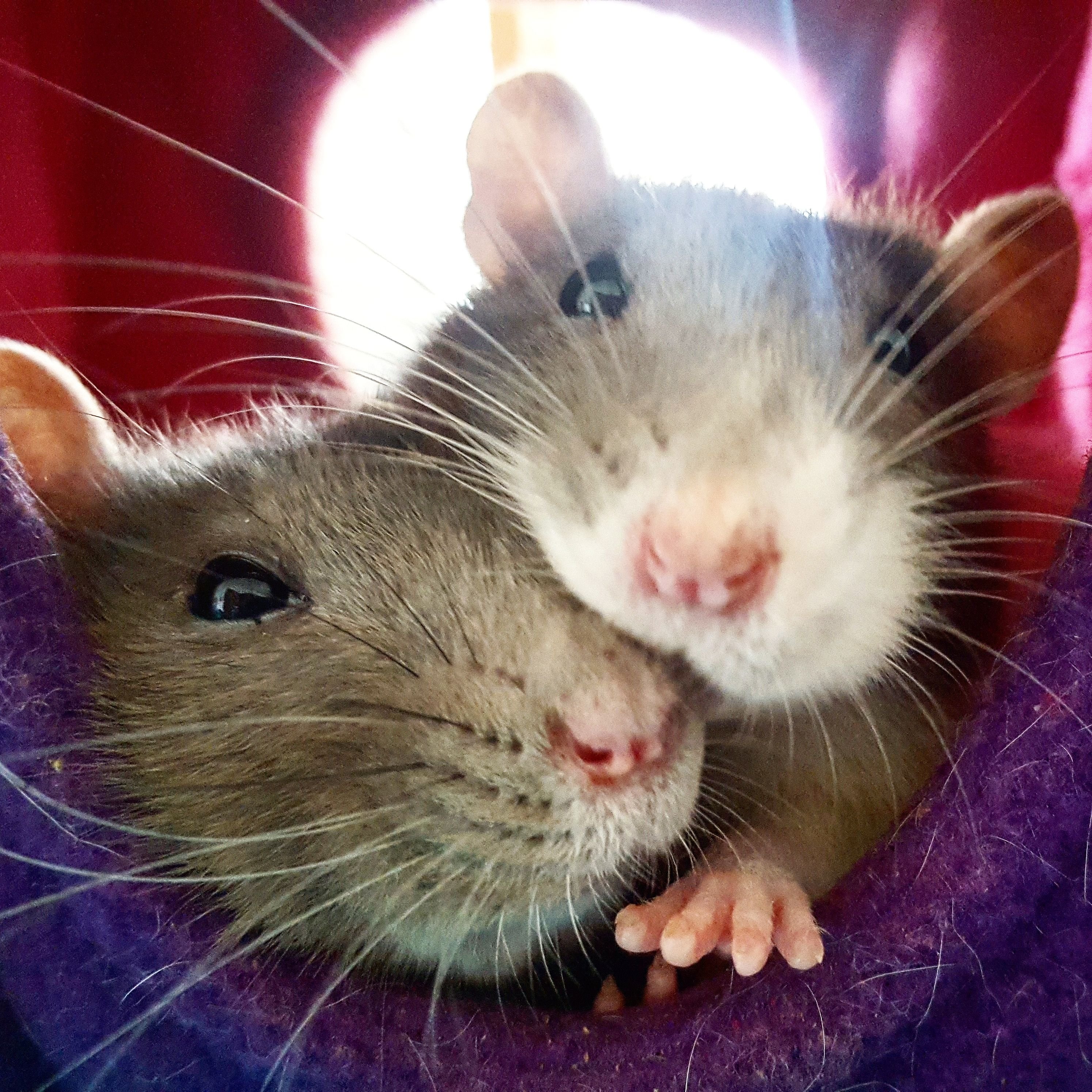 Мышки обнимаются