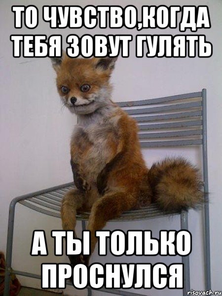 Мем только проснулся