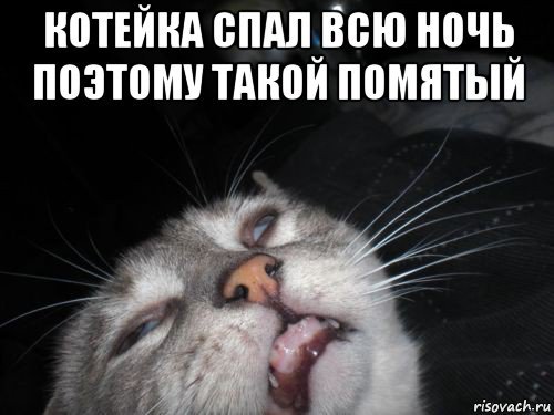 Сонный помятый кот