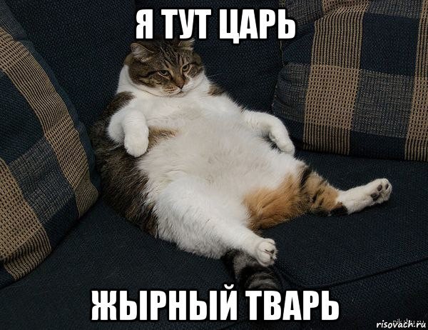 Я толстый кот