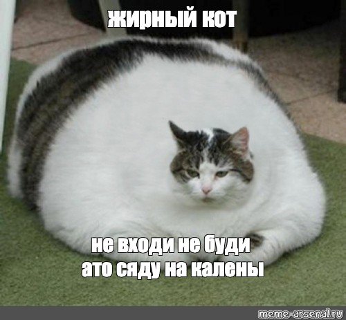 Жирные коты мемы