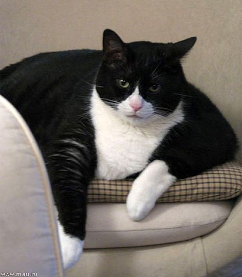 Толстый черно белый кот