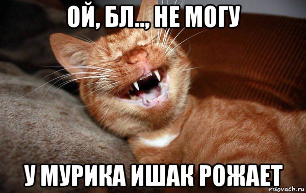 Ой Ой Ой Мем кот