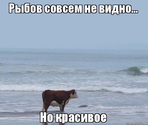 Мемы про Рыбов и красивое