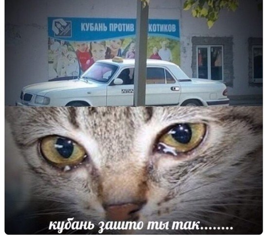 Красивое Мем коты