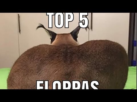 Большой шлёпа кот