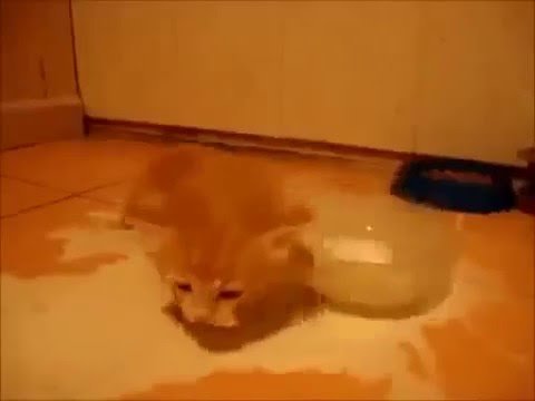 Кот в молоке гиф