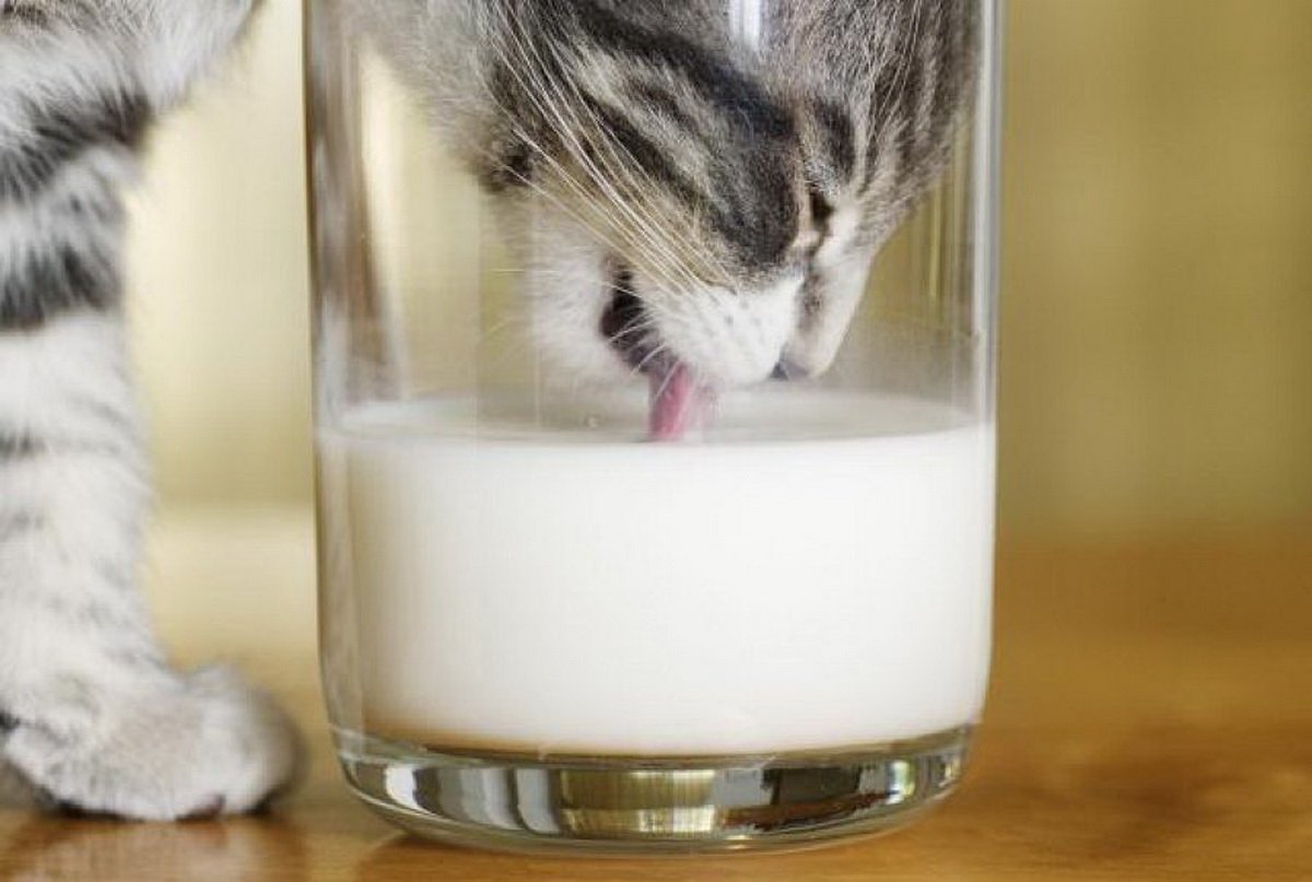 фото котята пьют молоко