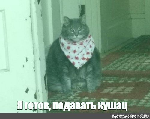 Кушоц кот