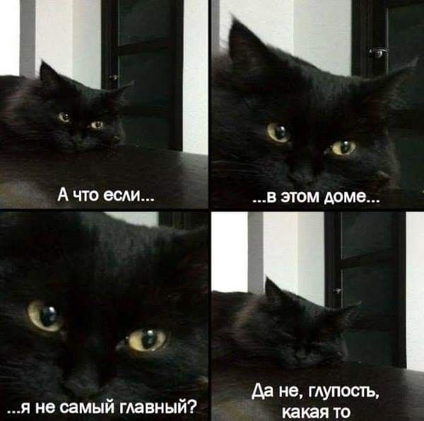 Мемы с кошками и с надписями