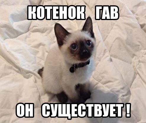 Мемы с котами и надписями
