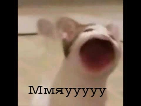 Кот Мем открытый рот