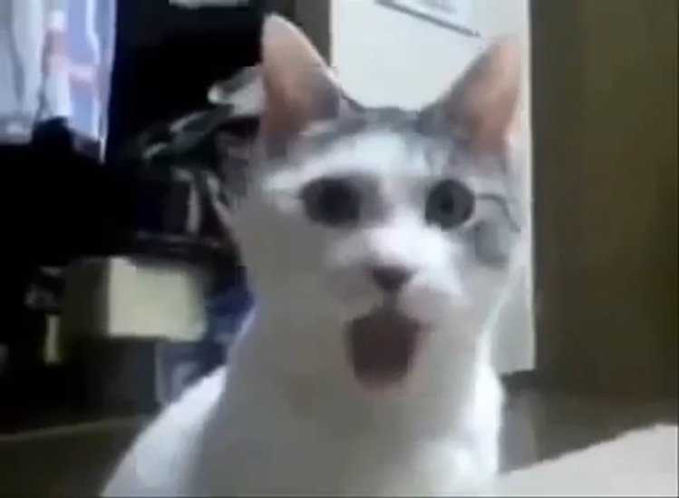 Мемы про кота открывающего рот (46 фото)