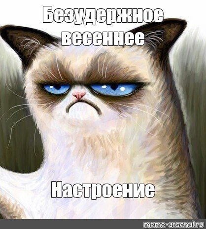 Сердитый кот с табличкой