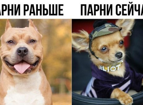 Мем собаки раньше собаки сейчас