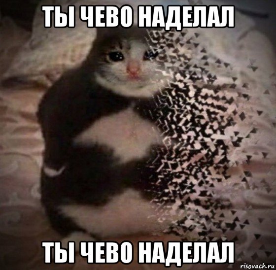 Ты чаво наделал кот Мем