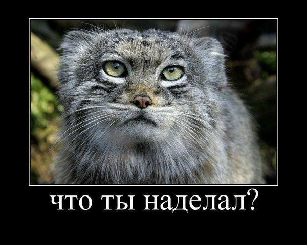 Мем ты чиво наделал кот