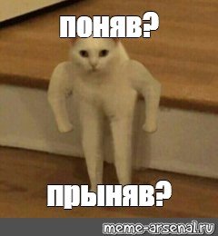 Мем понял кот
