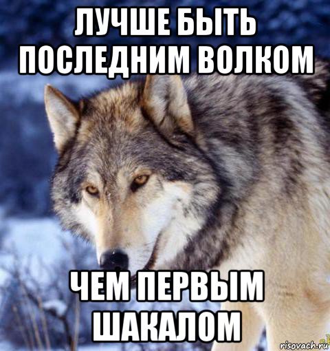 Мемы про одинокого волка (47 фото) » Юмор, позитив и много смешных картинок