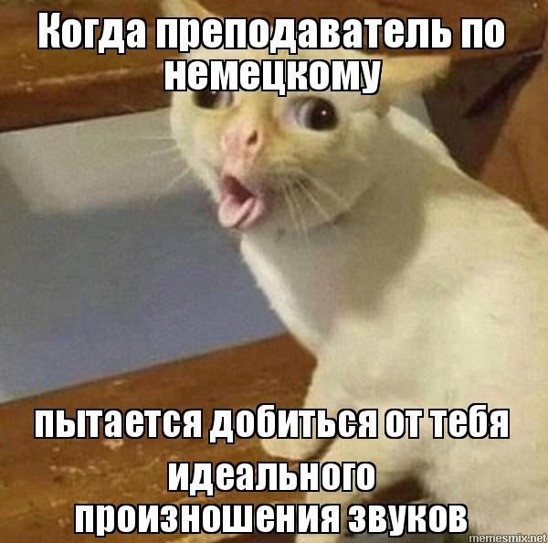 Мемы с котами кашляют
