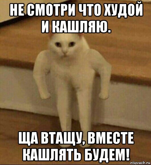 Кот кашляет Мем