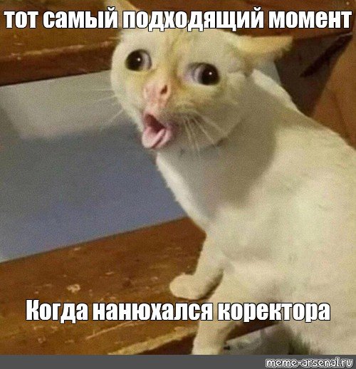 Кот thought