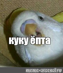 Ку ку Мем