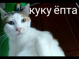 Ку ку ёпта
