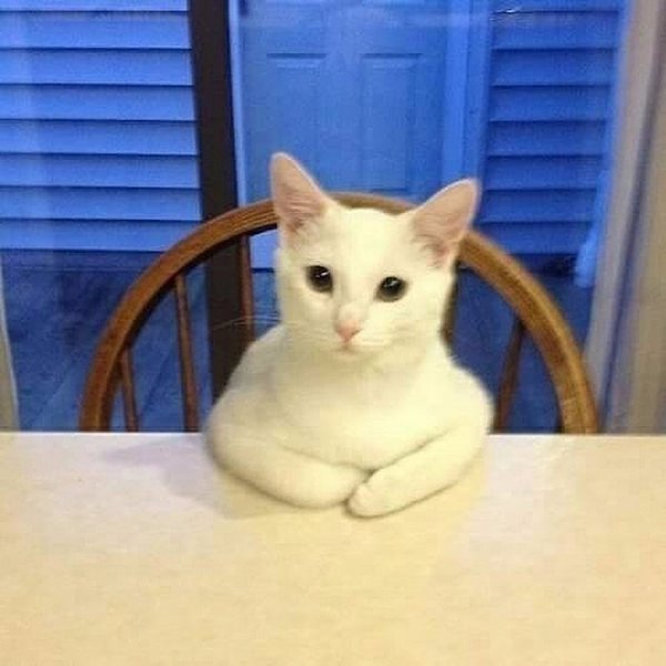 Котик hehe Мем