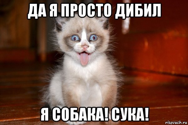 Hehe котенок Мем