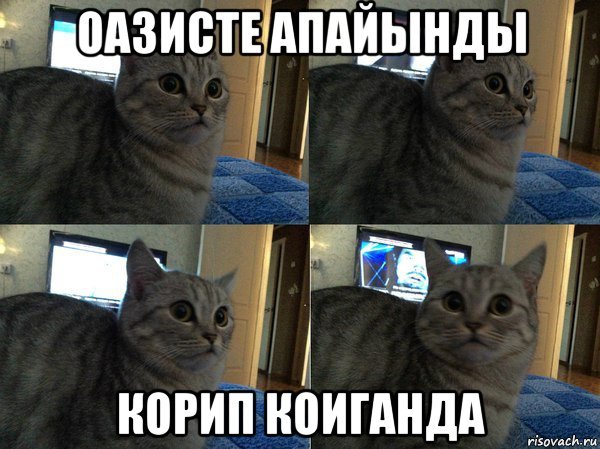Сильный кот Мем