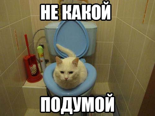 Бутерброд из кота