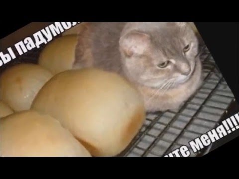 Я не хлеб я кот не ешьте меня