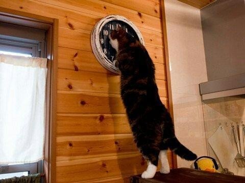 Мем с котом и часами