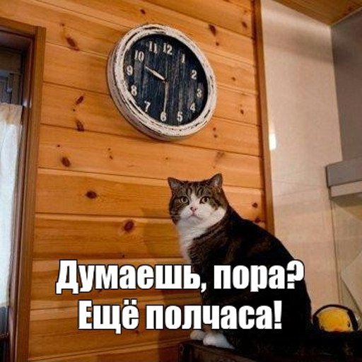 Мем кот пора