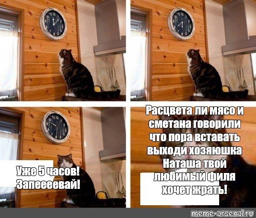 Котик с часами Мем