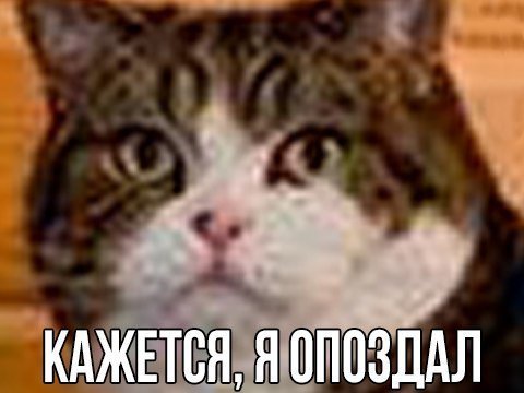Котик опоздал