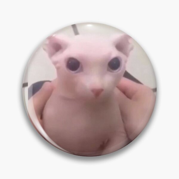 БИНГУС кот сфинкс