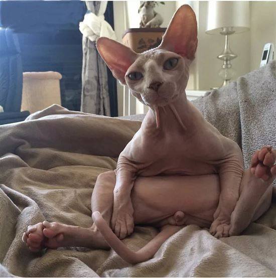 Смешные сфинксы