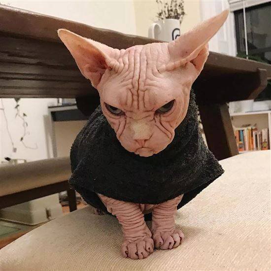 Сфинкс кот прикол