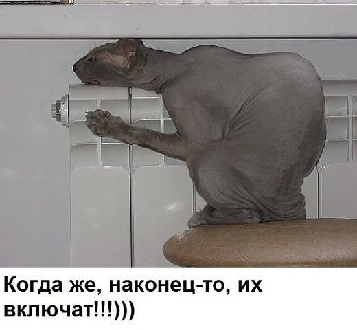 Лысый кот прикол