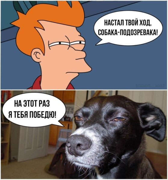 Подозрительный пес