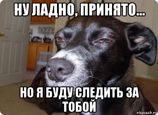 Собака подозревака демотиватор