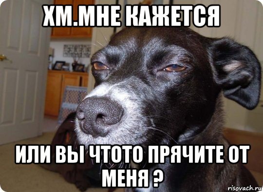 Чихуахуа подозревака