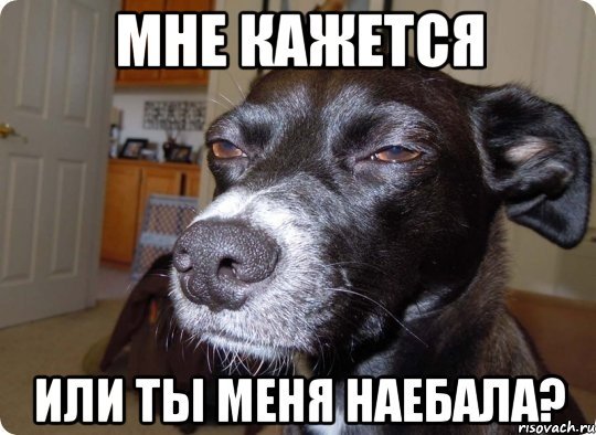 Собака подозревака