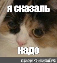 Затем Мем кот